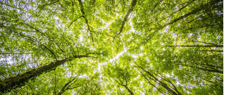 green printing options