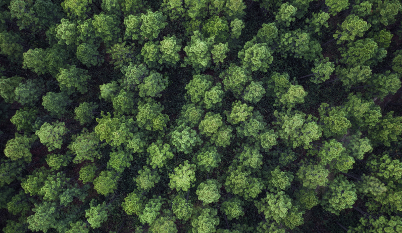 Forest Stewardship Council certification