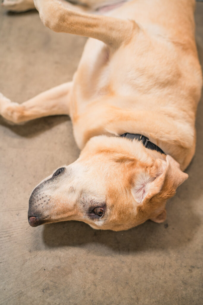 Resident YellowDog Lucy