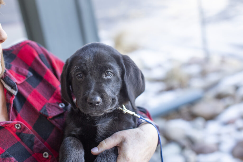 A black lab puppy looking at the camera.