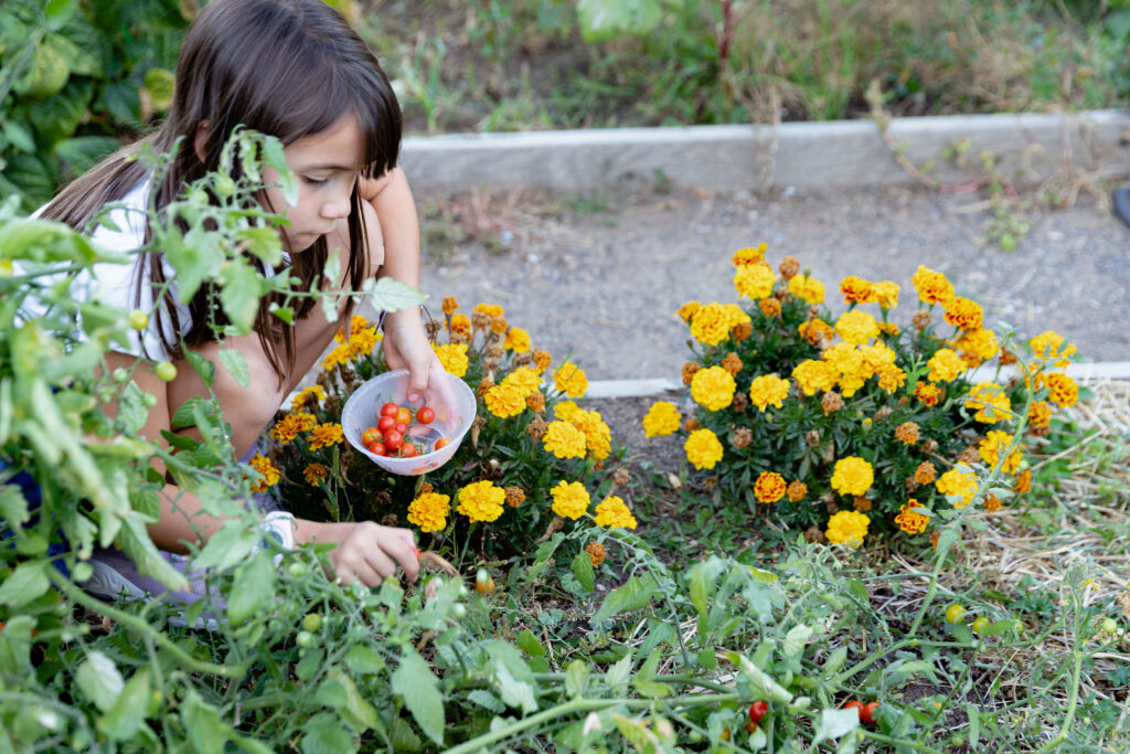 A young girl picking cherry tomatoes in a garden with greens and marigolds.